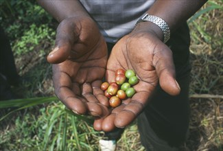 KENYA, Agriculture, Coffee beans held in palm of hand.