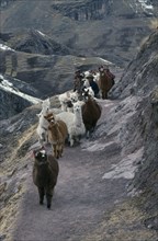 PERU, Cusco, Cordillera Vilcanota, Shepherd family and alpaca herd begining long descent along