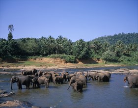 SRI LANKA, Pinawella, View over elephant orphanage with herd in shallow water