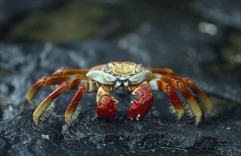 ECUADOR, Galapagos, Sally Lightfoot crab