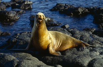 ECUADOR, Galapagos, Isla Baltra, Sea Lion on rocks.