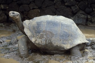 ECUADOR, Galapagos, Giant Tortoise.