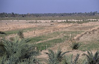 IRAQ, South, Agriculture, Former marshland area under cultivation near Nasiriyah.