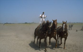 HUNGARY, Great Hungarian Plain, Bugac Csarda, Cossack horseman driving team of five horses from