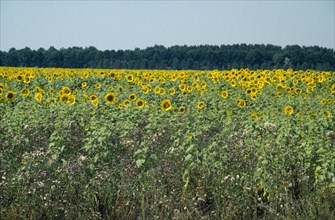 HUNGARY, Great Hungarian Plain, Field of sunflowers.