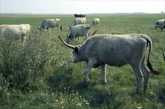 HUNGARY, Great Hungarian Plain, "Ancient breed of longhorn Grey Steppe cattle.  Also known as Grey