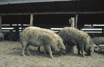 HUNGARY, Great Hungarian Plain, Ancient breed of curly coated Mangalica pig.