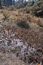 MEXICO, Michoacan State, El Rosario Butterfly Sanctuary, Mass of Monarch butterflies on ground and