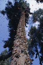 MEXICO, Michoacan State, El Rosario Butterfly Sanctuary, Mass of Monarch butterflies on trunk of