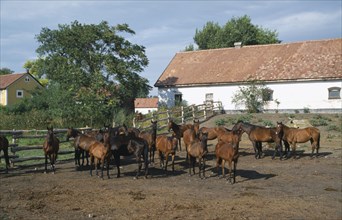 HUNGARY, Great Hungarian Plain, Horses in fenced paddock with outbuildings behind.