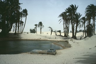 TUNISIA, Douz, Oasis surrounded by Palm trees.