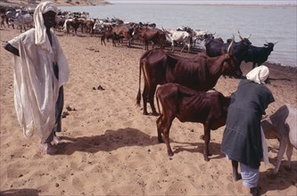 NIGER, Agriculture, Men standing with herd of cattle next to water.