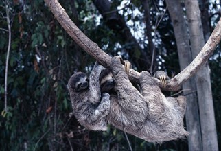 PANAMA, Animals, Sloth, Three Toed Sloth Mother and baby hanging off branch.