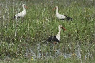 ROMANIA, Tulcea, Danube Delta, Storks wading in the long grass of the wetlands