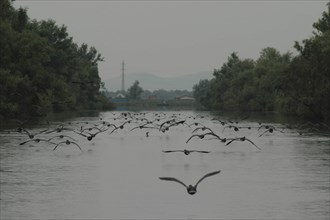 ROMANIA, Tulcea, Danube Delta, Flock of protected birds flying over the channels of the Danube