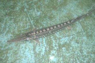 ROMANIA, Tulcea, Isaccea, Large female sturgeon kept for breeding purposes in the Casa Caviar