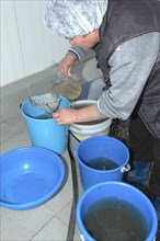 ROMANIA, Tulcea, Isaccea, Female employee filtering plankton to feed sturgeon fry in the Casa