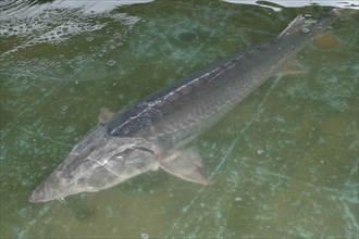 ROMANIA, Tulcea, Isaccea, Large female sturgeon kept for breeding purposes at the Casa Caviar