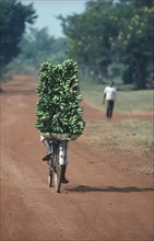 UGANDA, Transport, Man transporting bananas on bike for Mtoke a traditional Food dish.