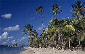 NEVIS, Pinneys Beach, Palm fringed empty sandy beach.