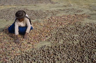 BOLIVIA, La Paz, Lake Titicaca, Isla del Sol.  Indian woman laying out potatoes to freeze dry in