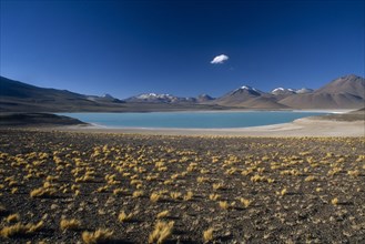BOLIVIA, Altiplano, Potosi, Salar de Uyuni.  Laguna Verde.  Stony desert ground with tufts of grass