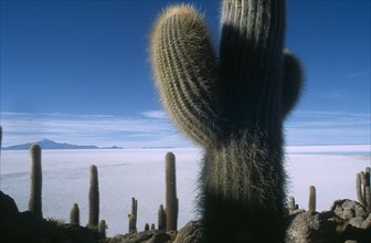 BOLIVIA, Altiplano, Potosi, Salar de Uyuni.  Isla del Pescado.  Cacti growing in rocky landscape.