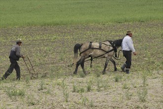 ROMANIA, Tulcea, Isaccea, Romanian farmer and his farmhand weeding the fields with a horse drawn