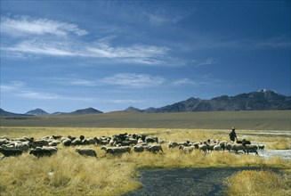 CHILE, Atacama Desert, Shepherd anf flock.
