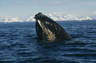 ANTARCTICA, Antarctic Peninsula, Crystal Sound, Humpback Whale surfacing in water.