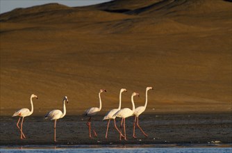 NAMIBIA, Walvis Bay, Flock of Greater Flamingoes walking along the edge of the shallow salt pans