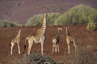 NAMIBIA, Damaraland, Giraffes standing in the arid desert landscape