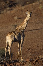 NAMIBIA, Damaraland, Lone Giraffe standing in the arid desert landscape
