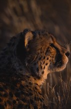 NAMIBIA, General, Profile shot of a Cheetah in warm evening light