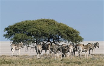 NAMIBIA, Etosha National Park, Zebra herd gathered under an acacia tree