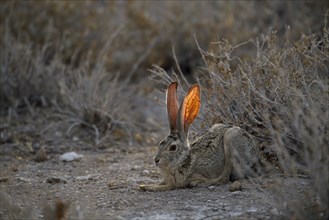 NAMIBIA, Etosha National Park, Scrub Hare sitting near bushes