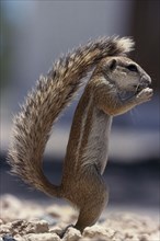 NAMIBIA, Etosha National Park, Ground Squirrel standing upright shading itself with its tail