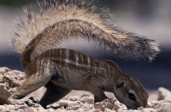 NAMIBIA, Etosha National Park, Ground Squirrel crawling along the ground shading itself with its