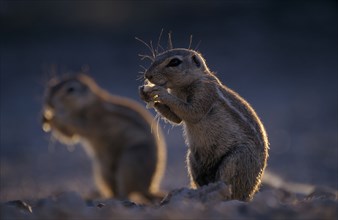 NAMIBIA, Etosha National Park, Ground Squirrels foraging on the ground