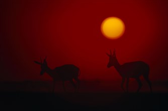 NAMIBIA, Etosha National Park, Springbok silhouetted against a red sky with an orange setting sun