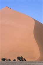 NAMIBIA, Namib Desert, Orange sand dunes with small trees at the base and blue sky above