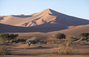NAMIBIA, Namib Desert, Lone Gemsbok in dry riverbed with sand dunes behind
