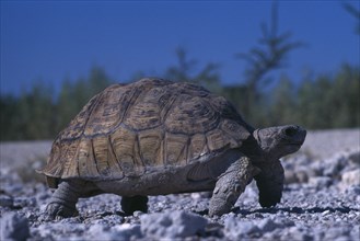 NAMIBIA, Etosha National Park, Tortoise walking on gravel