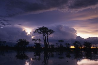 NAMIBIA, Etosha National Park, Dramatic purple and blue sunset over silhouetted Ghost trees