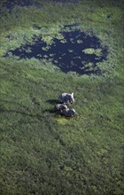 BOTSWANA, Okovango Delta, Aerial view looking down on Elephants in green landscape