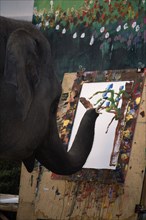 THAILAND, North, Chiang Mai, An elephant from Maesa Elephant Camp painting a picture of orchids