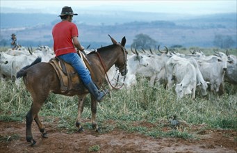 BRAZIL, Farming, Melori cattle and cowboy on horse.