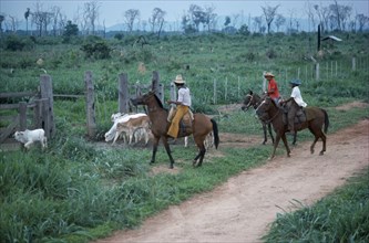 BRAZIL, Matto Grosso, Farming, Mounted ranch hands with cattle.