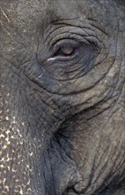 CAMBODIA, Siem Reap, Angkor, Asian Elephant detail of its eye and mouth