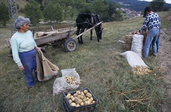 BULGARIA, Koprivshtitsa, Men and woman harvesting potatoes beside a horse and cart